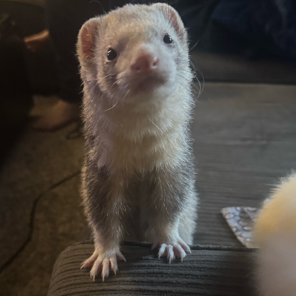 Meet your Posher, Rayne